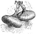 1000 Cipollini Sweet Onion Seeds. 4 Button Varieties. Cippolini. - B001U21KBA