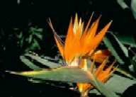 Flamingo Plants & Seeds STRELITZIA REGINAE Orange Bird of Paradise 1000 seeds