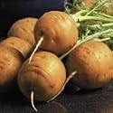 SUTTONS SEEDS: Carrot Parmex Seeds (1,100 seeds)