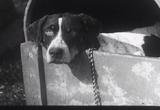 Classic Canine Films