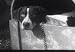 Classic Canine Films