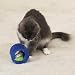 Cat Toy - Fishy Fun Roll - Blue Color