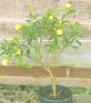 Citrus Limequat Tree