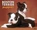 boston_terrier7boston terrier - Boston Terrier Puppies 2010 Wall Calendar