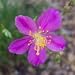 Rock Pink (Talinum calycinum) - Jumbo Wildflower Seed Packet