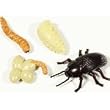 MEALWORM LIFE CYCLE STAGES