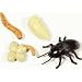 MEALWORM LIFE CYCLE STAGES