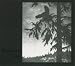 Anklicken zum Vergrößeren: Empyrium - Where at night the wood grouse plays (Audio CD)