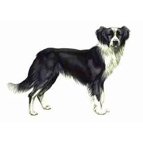 7.5cm x 5cm Acrylic Fridge Magnet-Border Collie1