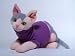 sphynx8  - BELLA SPHYNX CAT 12 PLUSH DOLL