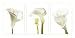 Calla Lilies By Photography Collection. Art Print On Canvas.. 39.5 Inches Wi By 19.75 Inches Height. Art Print On Canvas.