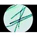 Algae and Environmental Problems