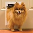 PetSafe Freedom Door, Premium White, Small