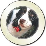 SPRINGER SPANIEL & FLOWER Tax Disc Holder