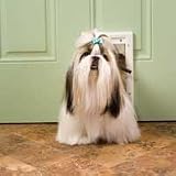 Plastic Pet Door - White (Small)
