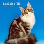 Maine Coon Cats 2009 Wall Calendar