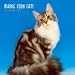 maine coon - Maine Coon Cats 2009 Wall Calendar