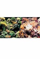 (A1716) Marina Saltwater, 12 inch Aquarium Background, Marine Reef/Coral 50′