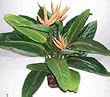 3' Bird of Paradise Plant