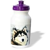 Dogs Siberian Husky - Staring Siberian Husky - Water Bottles