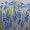 Blue Mix