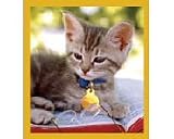 Smart Kitty