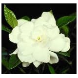 Gardenia 'August Beauty' Flowering Shrub