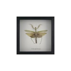Real Praying Mantis Insect Display, Framed 7.5″x7.5″