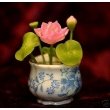 Miniature Pink Lotus Flower in a Porcelain Pot