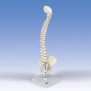 3B Scientific A18 20 Plastic Mini Human Spinal Column - Flexible - Anatomically Detailed - 15.7