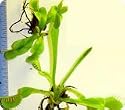 Venus Flytraps - 2-3 year old plants