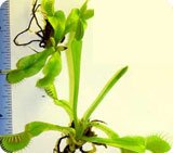 Venus Flytraps - 2-3 year old plants