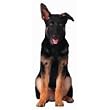 German Shepherd Puppy Die-Cut Photographic Magnet