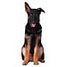 German Shepherd Puppy Die-Cut Photographic Magnet