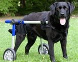 Dog Wheelchair - Small - Made By Walkin' Wheels