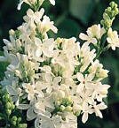 Lilac Angel White Super One Gallon