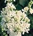 Lilac Angel White Super One Gallon