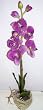 25" Purple Phaleonopsis Orchid