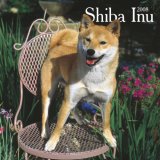 Shiba Inu 2008 Square Wall