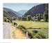 Harvest-Brush Creek Canyon - Artist: Marcia Burtt - Art Print Poster Size: 32.00 by 26.00 inches
