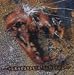 Search : Rust Formation