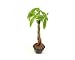 Money Tree Small- Ships Via 2-Day Air!