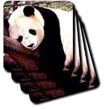Wild animals - Panda Bear - Coasters