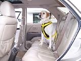 Canine Automotive Restraint, Size: Small