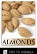 NePlus Almond Tree Five Gallon