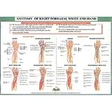 Anatomical Chart: Anatomy of the Forearm, Wrist and Hand