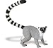 Safari: Lemur