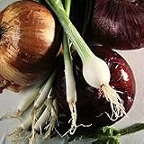 onion salt