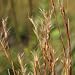 Little Bluestem (Schizachrium scoparius) - Jumbo Wildflower Seed Packet