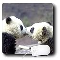 Wild animals - Baby Pandas - Mouse Pads